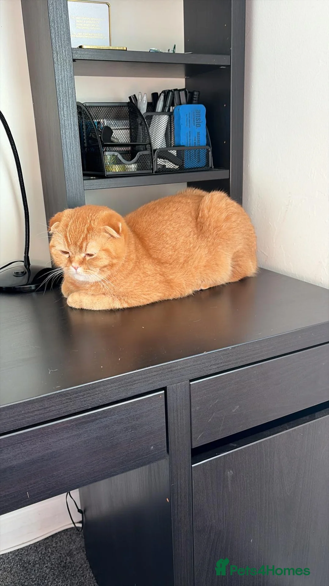 Scottish Fold cats for sale: Scottish Fold Female for Sale – Ginger Color - Advert 2