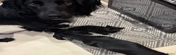 Mixed Breed cats for sale: Beautiful black playful Kittens - Advert 6