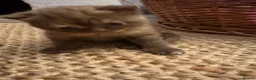 British Shorthair cats for sale: Beautiful British shorthair females  - Advert 17
