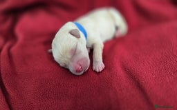 Labrador Retriever dogs for sale: Litter of 8 Labrador Pups Available - Image 8