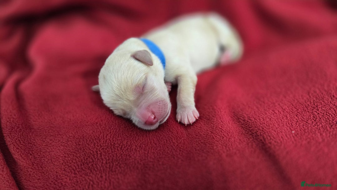 Labrador Retriever dogs for sale: Litter of 8 Labrador Pups Available - Image 8