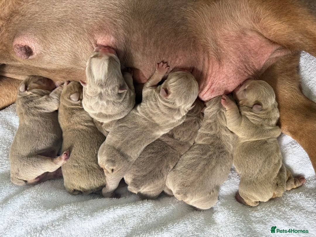 English Bulldog dogs for sale: KC Quality English Bulldogs  - Image 1