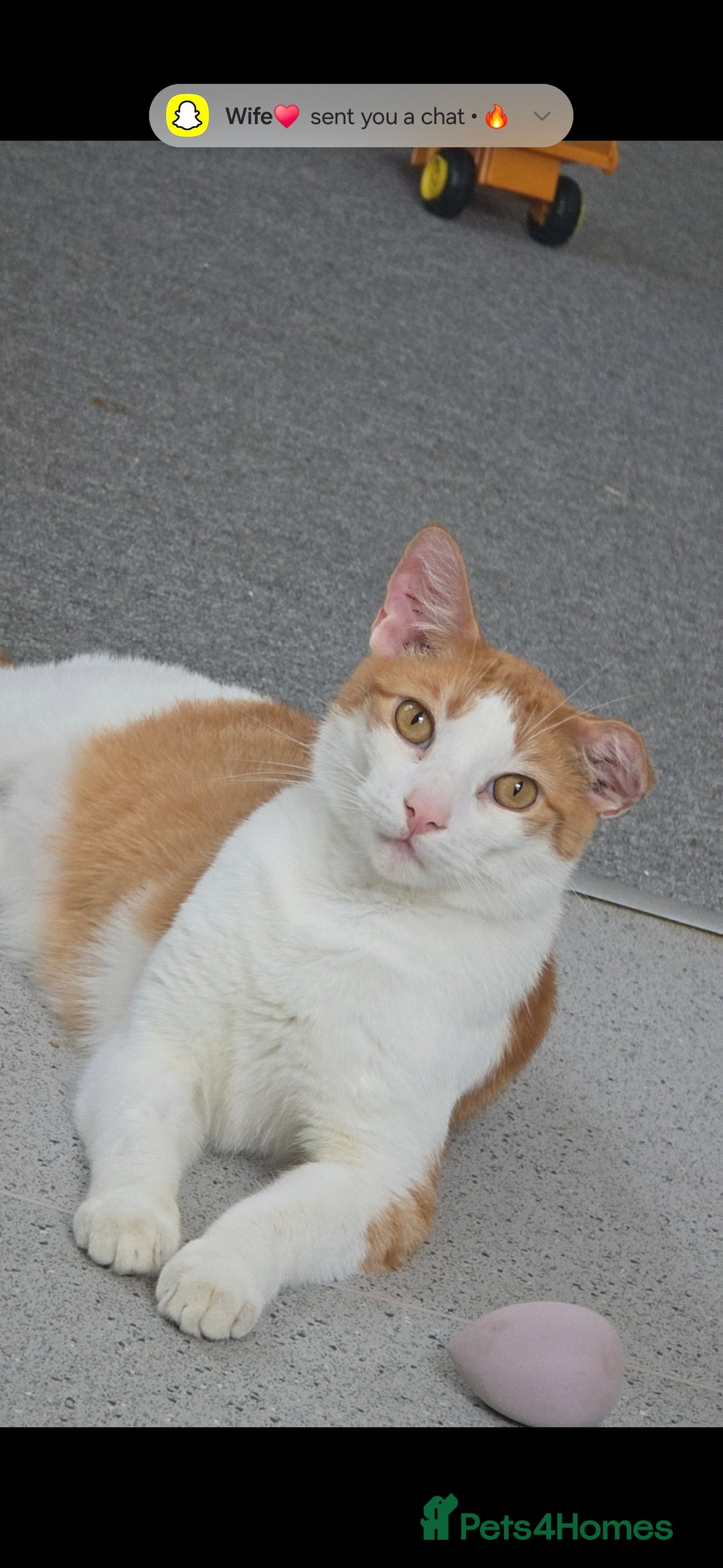 American Shorthair cats for sale: Ziggy and waffle - Image 6