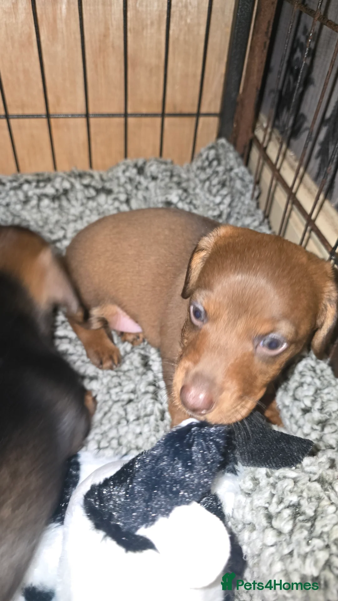 Dachshund dogs for sale: Standard wired hair puppies - Advert 5
