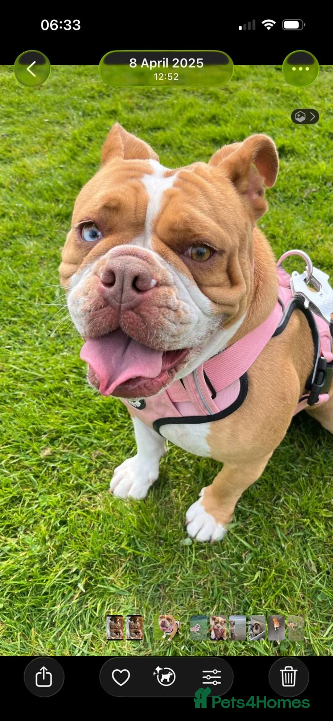 Old Tyme Bulldog dogs for sale: Olde tyme bulldog puppies  in Fareham - Advert 22