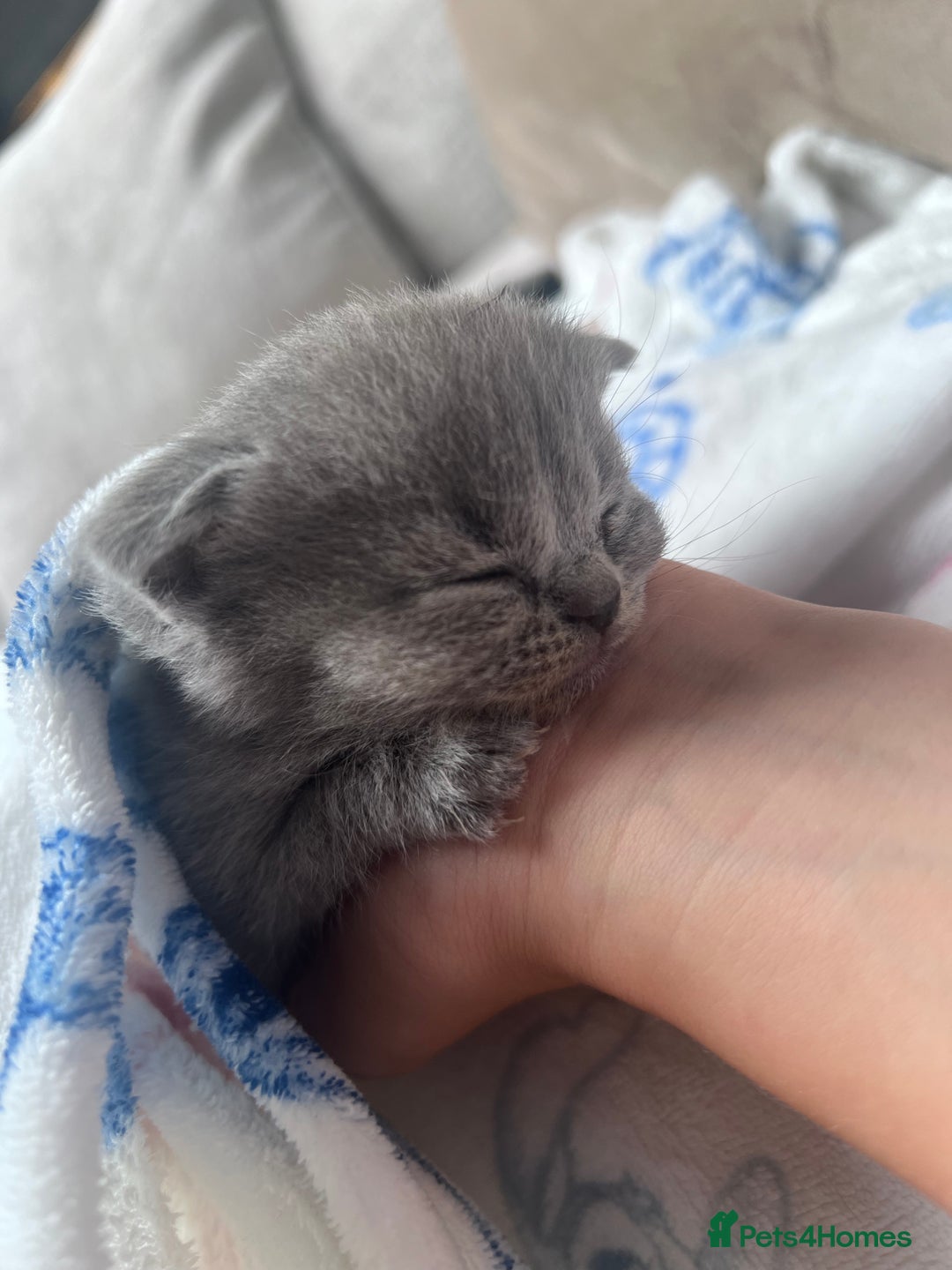 British Shorthair cats for sale: British Shorthair  - Image 7