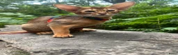 Abyssinian cats for sale: Adorable Abyssinian kittens - Advert 15