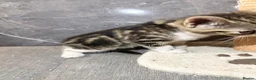 Mixed Breed cats for sale: Kittens  in Loughborough - Advert 3