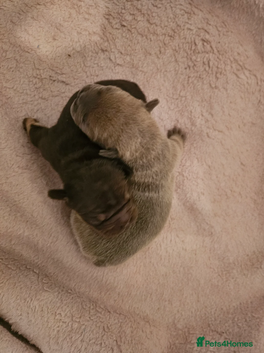 French Bulldog dogs for sale: Frency puppies - Advert 5