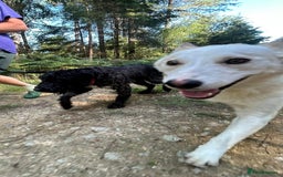Mixed Breed dogs for adoption: Song - Norwich Norfolk  - Image 24