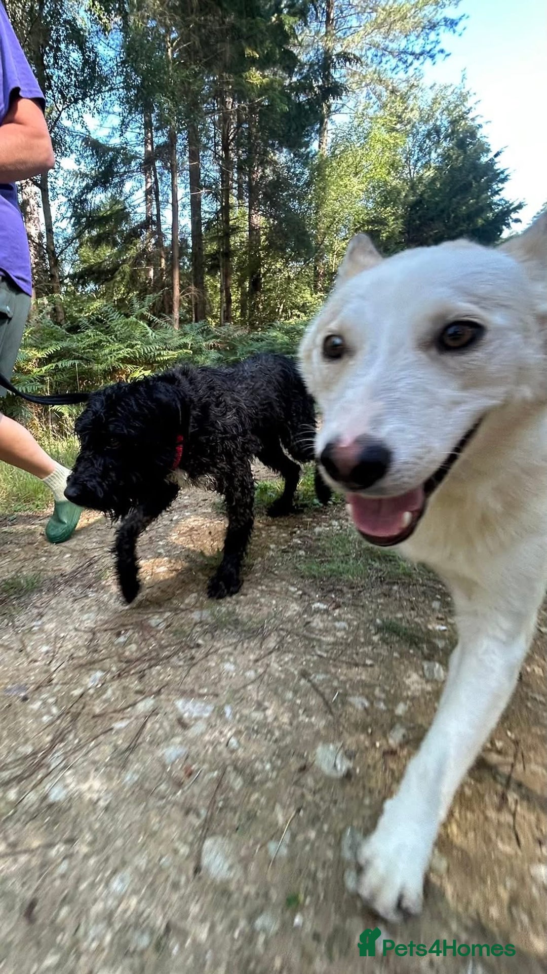 Mixed Breed dogs for adoption: Song - Norwich Norfolk  - Image 24