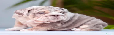English Bulldog 4