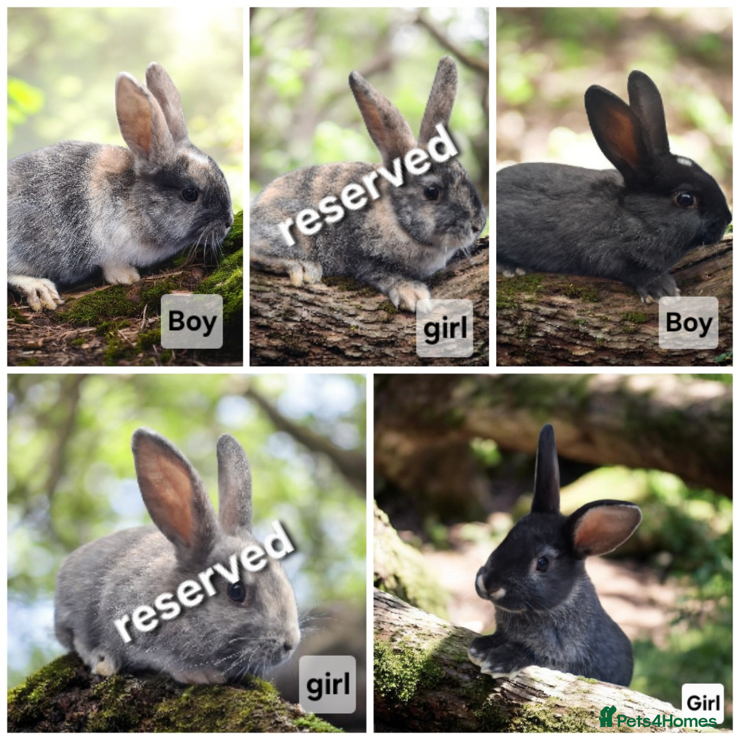 Mixed Breed rabbits Lovely baby rabbits - Advert 14