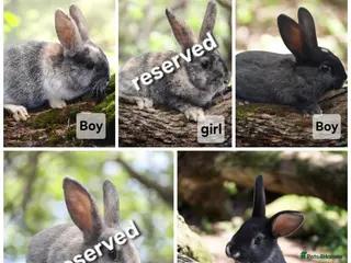 Mixed Breed rabbits Lovely baby rabbits - Advert 14