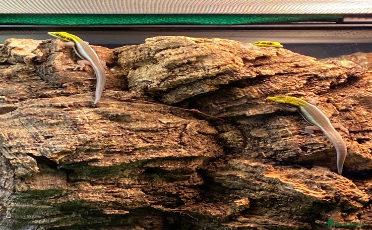 Gecko reptiles - Advert 3