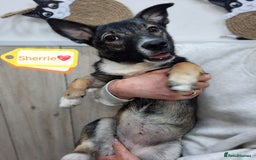 Mixed Breed dogs for adoption: 💖🐶 SHERRIE 🐶💖 - Image 1