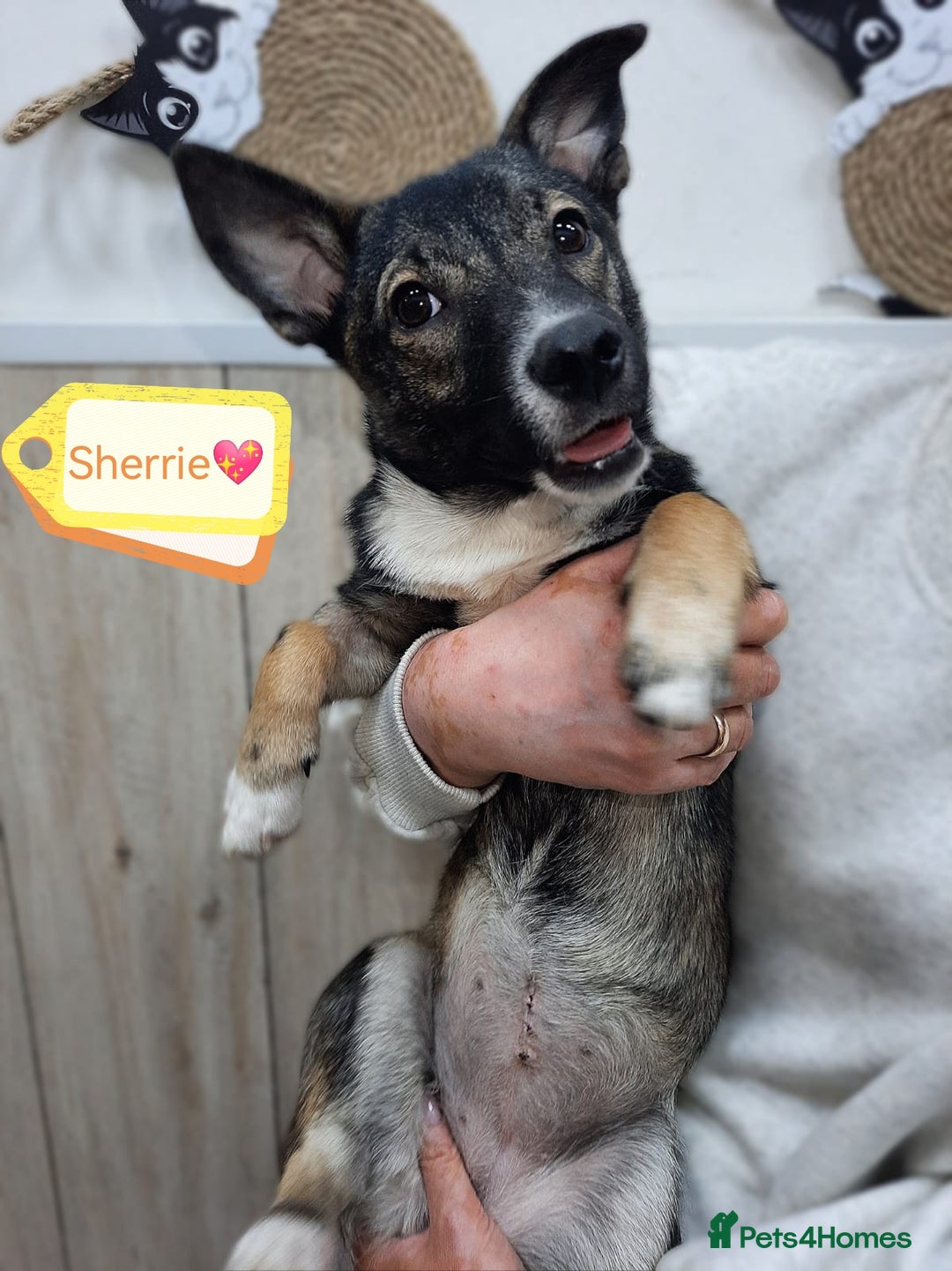 Mixed Breed dogs for adoption: 💖🐶 SHERRIE 🐶💖 - Image 1