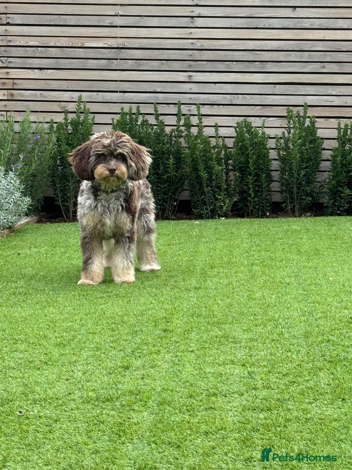 Cavapoo dogs for sale: 8 month old Cavapoo - female - Advert 7