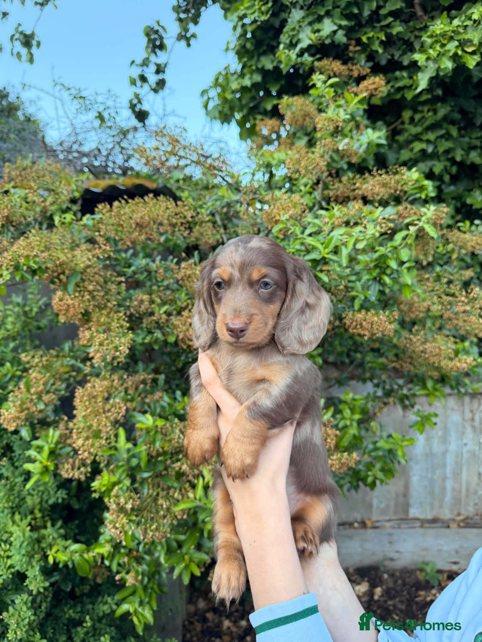 Miniature Dachshund dogs for sale: KC Registered- Long haired Mini Dachshund  in London - Advert 5