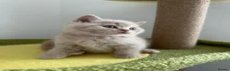 British Shorthair cats for sale: 🧸Top Quality Registered Teddy Bear BSH🧸 - Advert 20