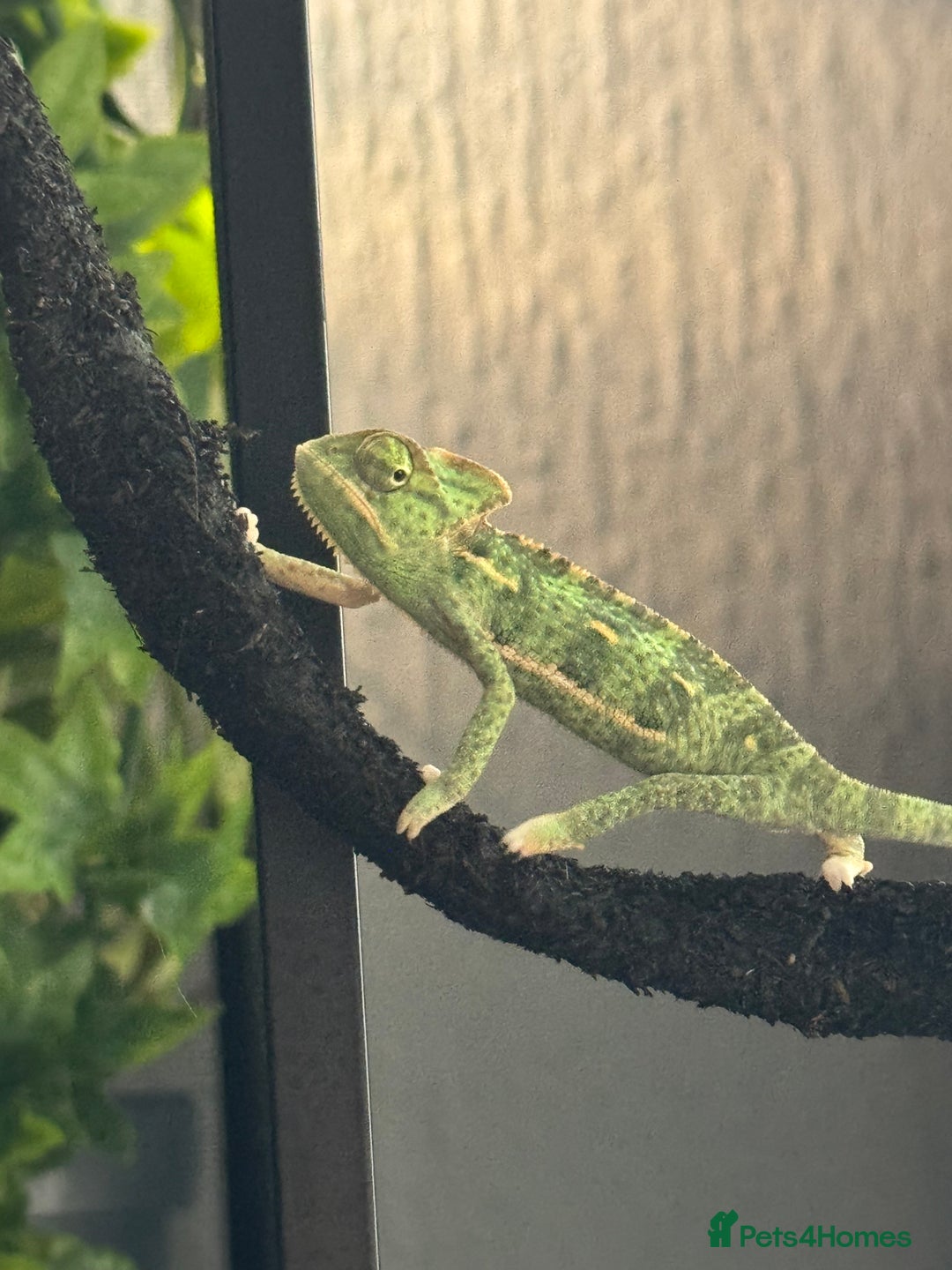 Chameleon reptiles for sale: Veiled chameleon looking for a loving home - Advert 3