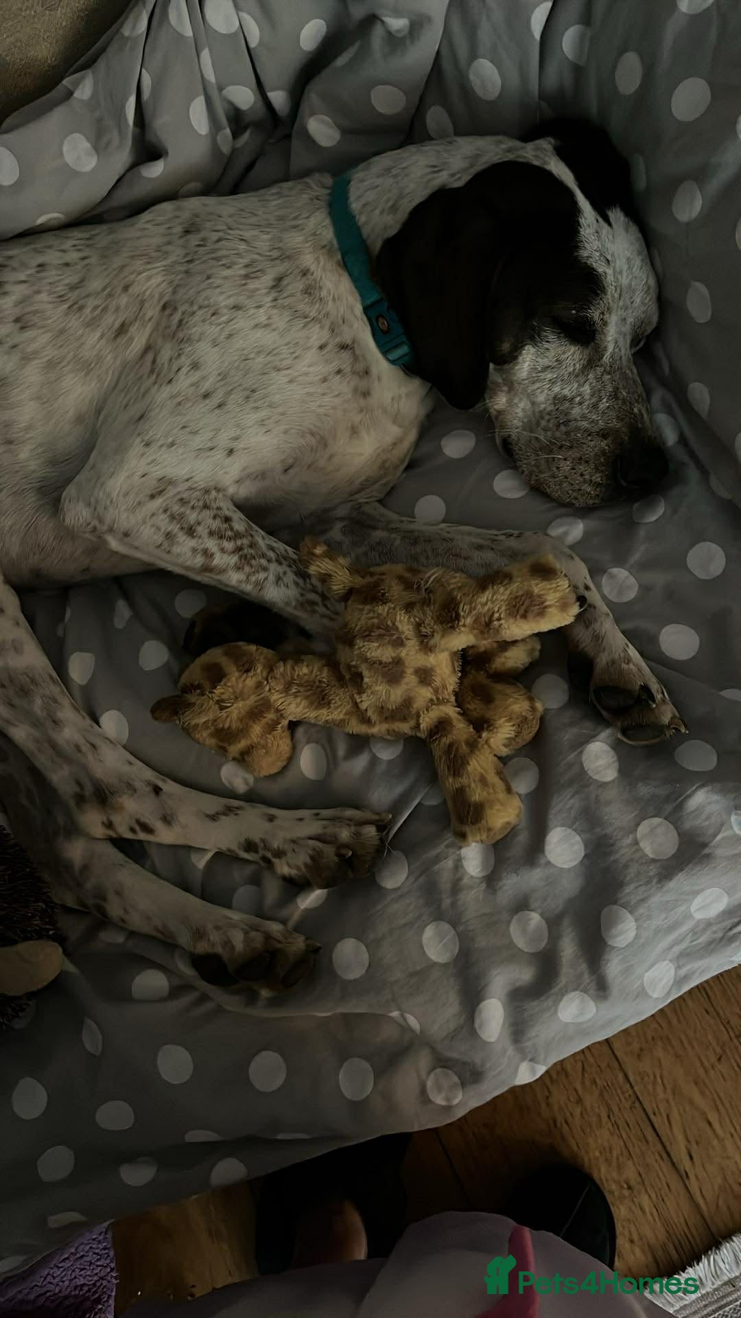 Pointer dogs for adoption: Raffie is looking for a perfect home  - Advert 3