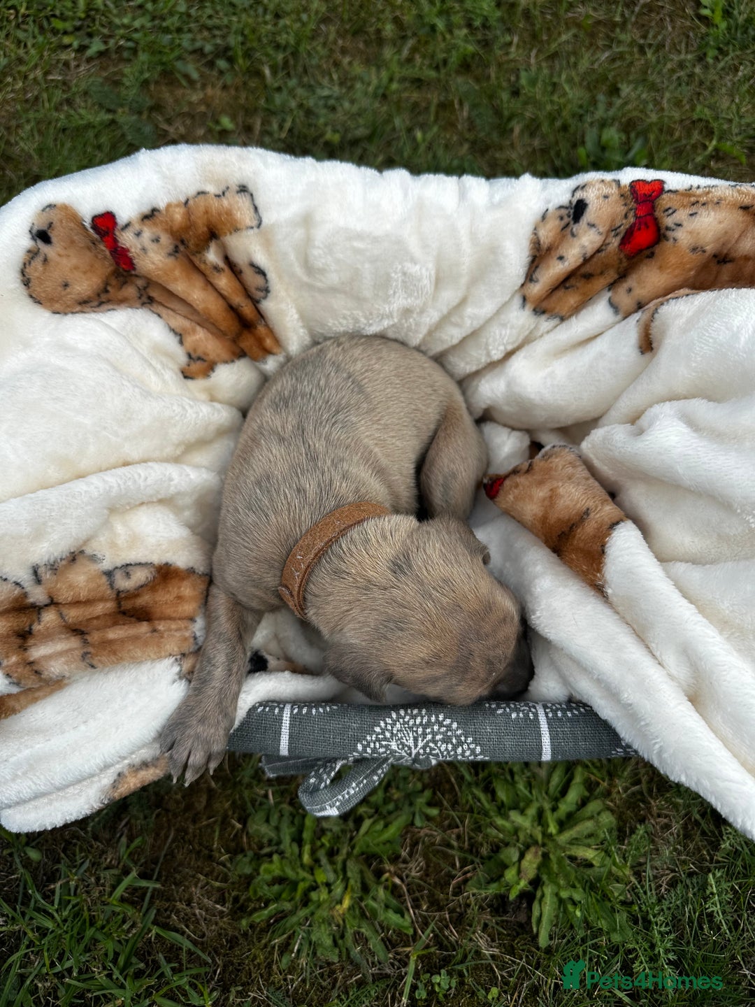 Whippet dogs for sale: READY NEXT WEEK! GORGEOUS WHIPPET PUPPIES - Image 8