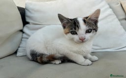 Mixed Breed cats for sale: Gorgeous kittens for Sale - Image 4