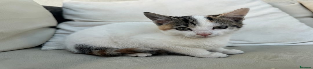Mixed Breed Kitten 3