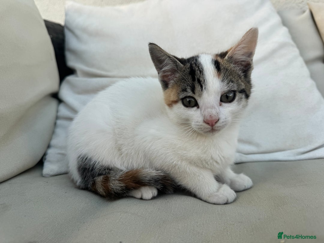 Mixed Breed cats for sale: Gorgeous kittens for Sale - Image 4