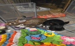 Mixed Breed rabbits for sale: Two Sweet Bunnies to a Loving Home - Image 1