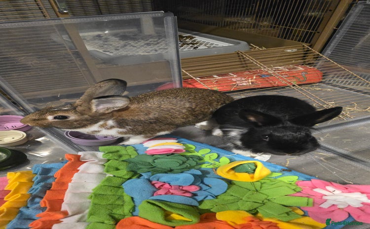Mixed Breed rabbits - Advert 10