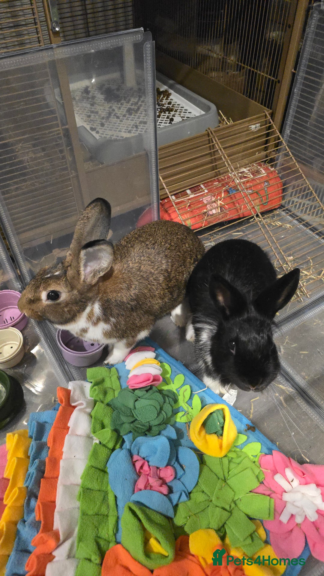 Mixed Breed rabbits for sale: Two Sweet Bunnies to a Loving Home - Image 1