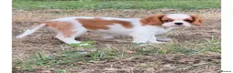 Cavalier King Charles Spaniel dogs for sale: Cavalier King Charles puppies  in West Byfleet - Advert 8