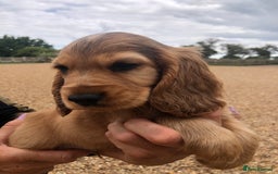 Cocker Spaniel dogs for sale: 3 BOYS 1 GIRL REMAINING  💙💙💙🩷 - Image 4