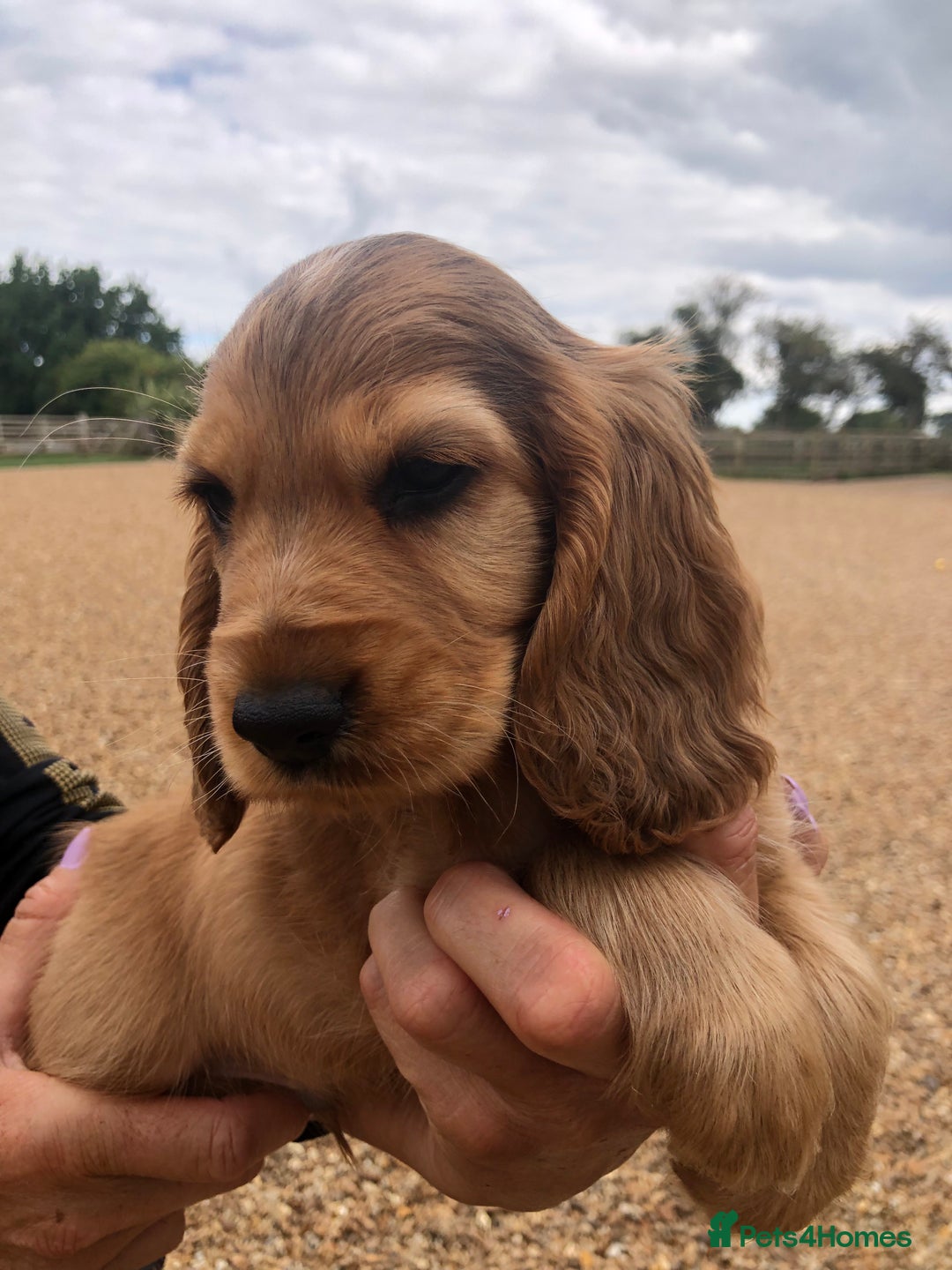 Cocker Spaniel dogs for sale: 3 BOYS 1 GIRL REMAINING  💙💙💙🩷 - Image 4