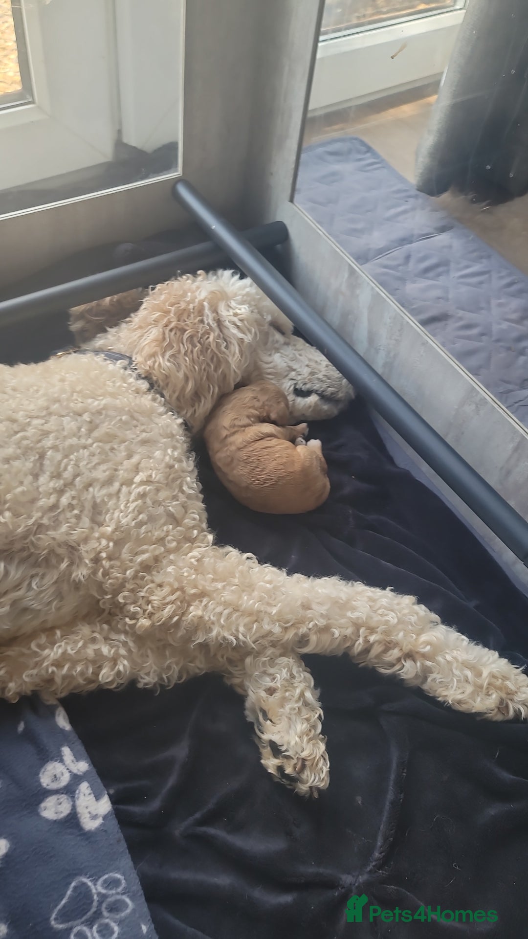 Cockapoo dogs for sale: Adorable Cockerpoo Puppies - Image 13