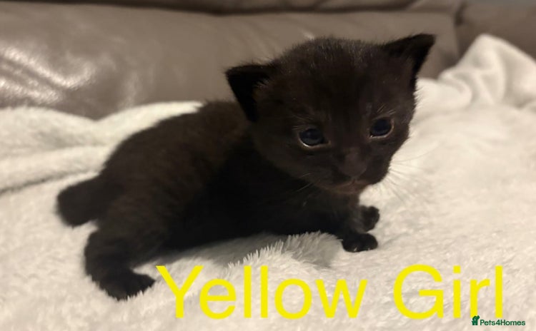 Mixed Breed cats - Advert 4