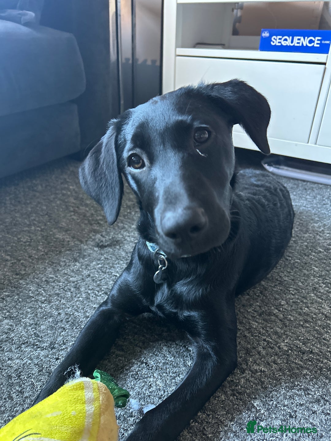 Labrador Retriever dogs for sale: Mila  - Image 2