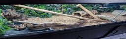 Boa Snake reptiles for sale: Female Boa Constrictor - Advert 7