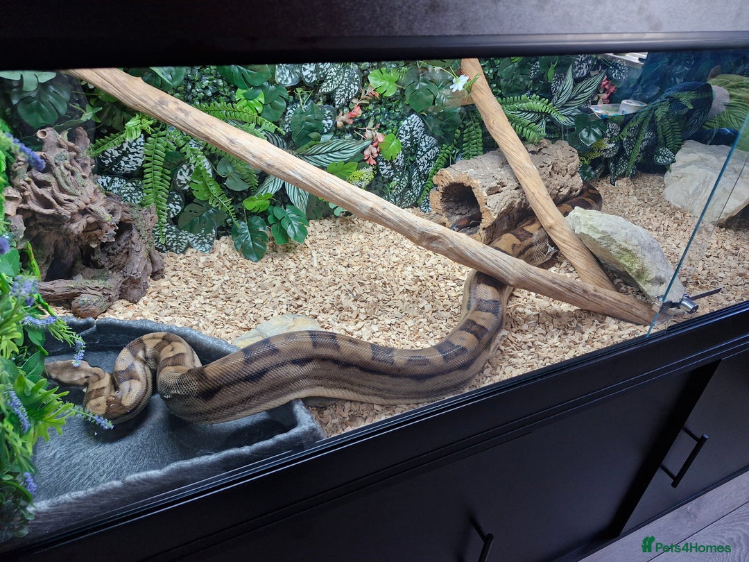 Boa Snake reptiles for sale: Female Boa Constrictor - Image 7