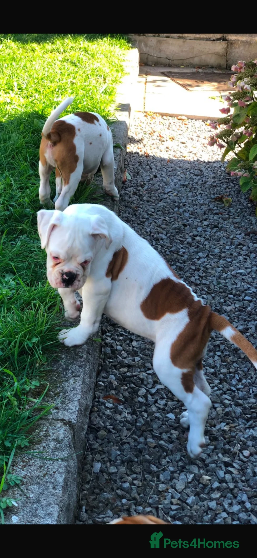 Boxer dogs for sale: Boxer pups  - Advert 8