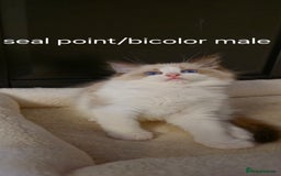 Ragdoll cats for sale: 4 Tica registered Kittens For Sale  - Image 6