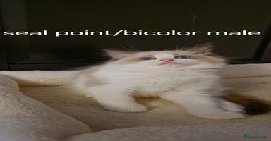 Ragdoll cats - Advert 2
