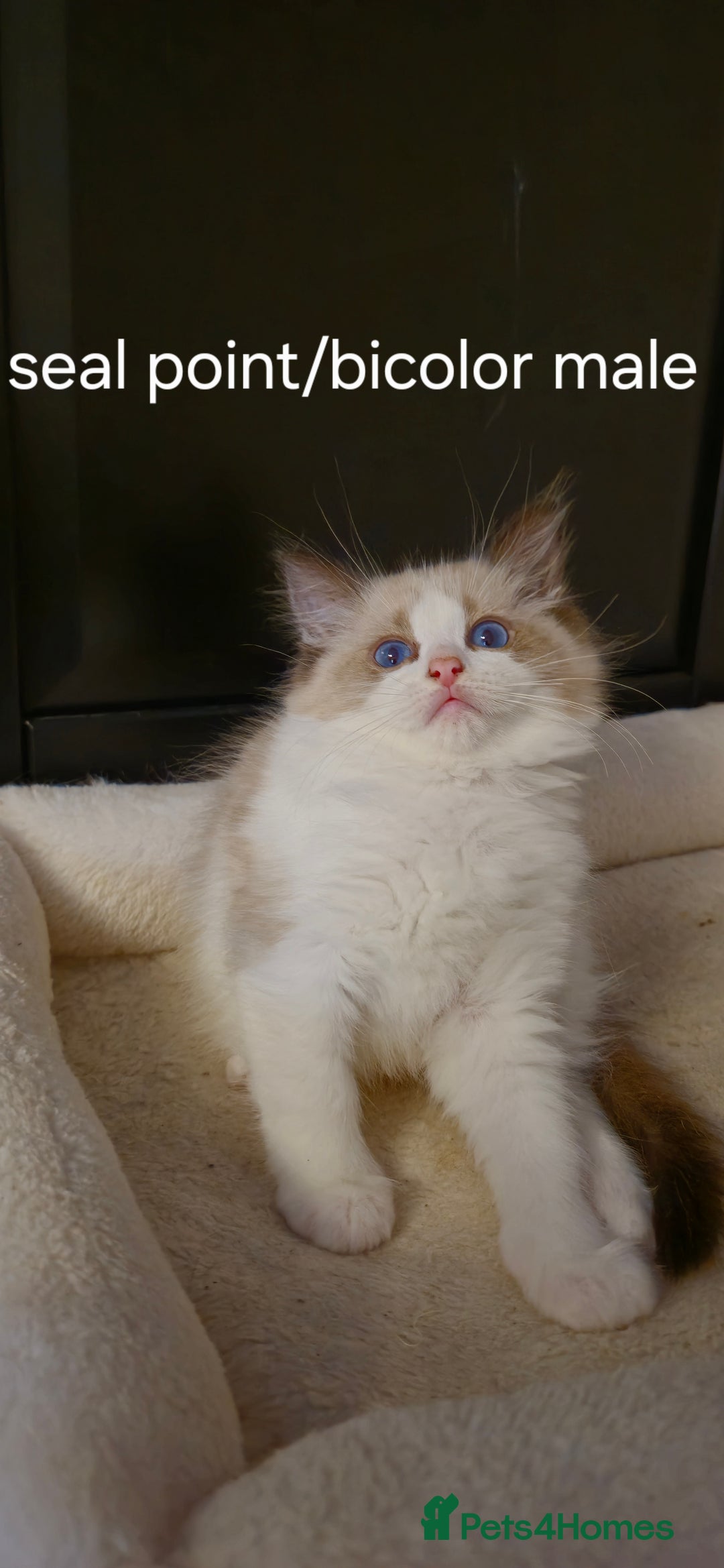 Ragdoll cats for sale: 4 Tica registered Kittens For Sale  - Image 6