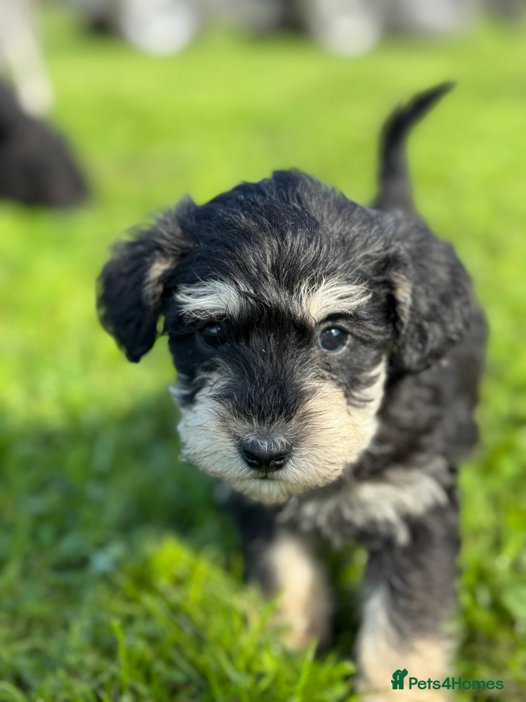 Schnoodle dogs for sale: Stunning Schnoodles, heath tested  - Image 6