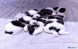 Biewer Terrier dogs for sale: Yorkshire terrier  - Advert 14