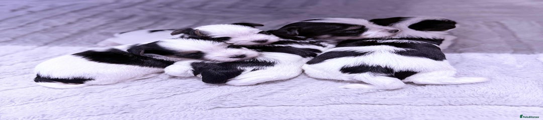 Biewer Terrier Puppy 2