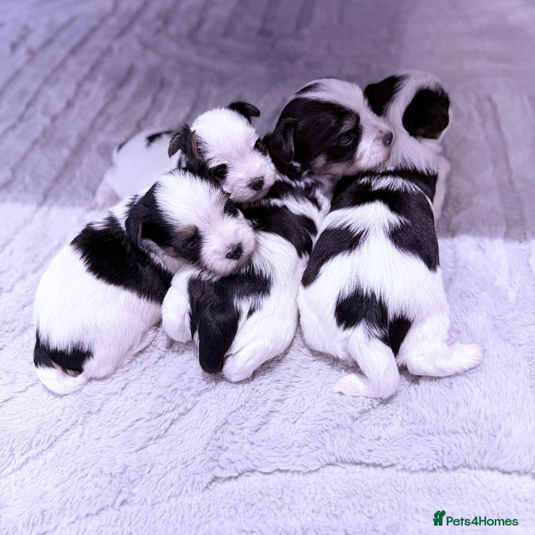 Biewer Terrier dogs for sale: Yorkshire terrier  - Advert 14