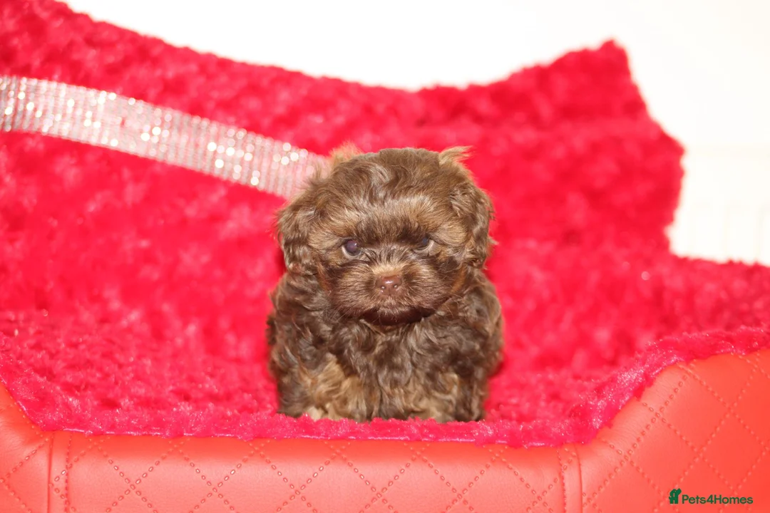 Shihpoo dogs for sale: Shih poo puppy’s  - Advert 39